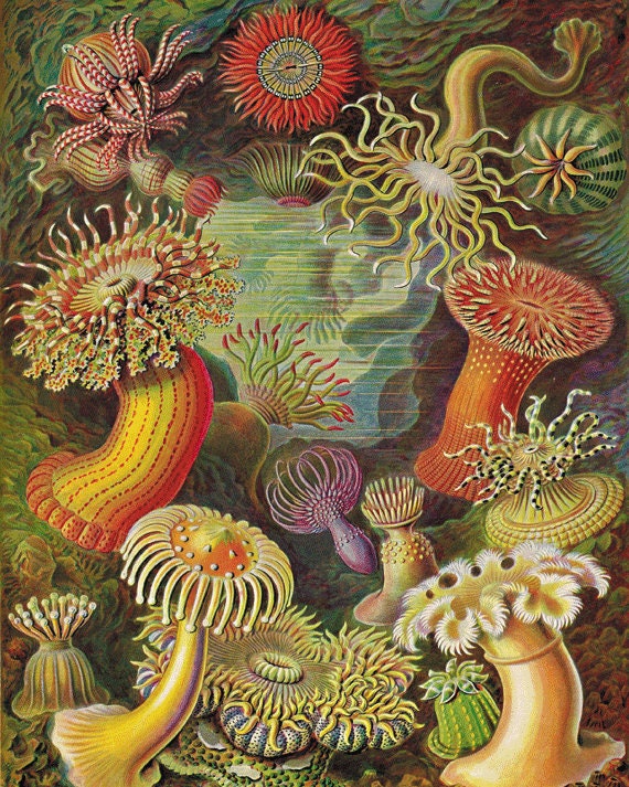 Sea Anemone Nautical Print Vintage Art Nautical Art Ocean