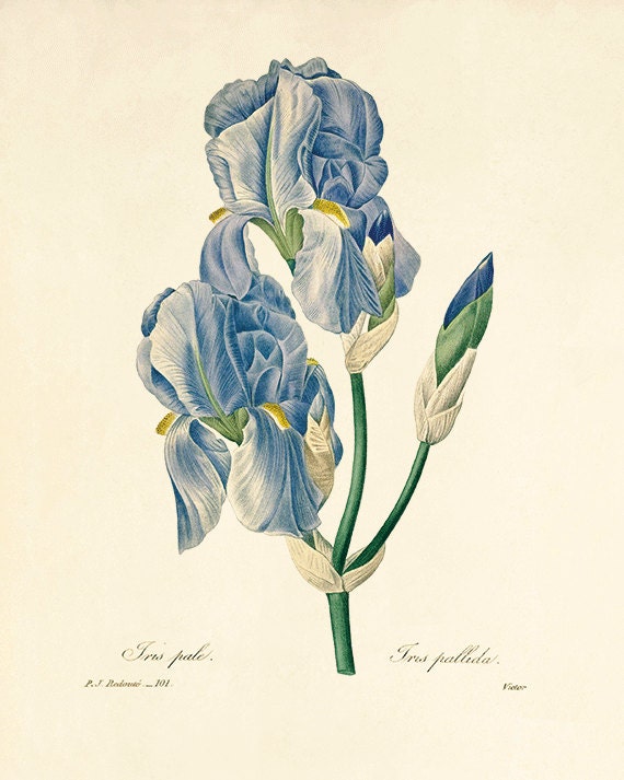 antique victorian botanical print lavender blue iris ornamental flower illustration digital download