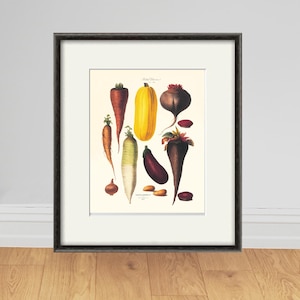 Könnte beinhalten: Eine Vintage-botanische Illustration verschiedener Wurzelgemüse, darunter ein gelber Kürbis, eine violette Aubergine, ein weißer Rettich, eine rote Bete und ein paar Karotten. Die Illustration ist in einem schwarzen Rahmen gerahmt.