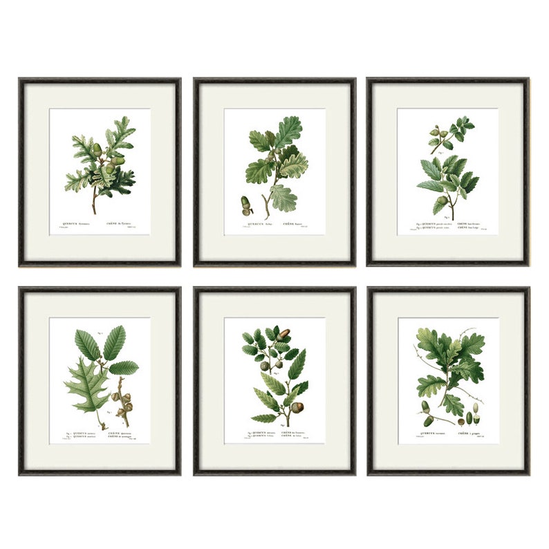 Botanical Print Set Oak Leaf Art Print French Botanical Art Etsy