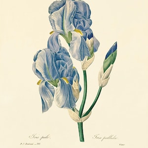 Blue Iris print flower art print antique wall decor Flower decor botanical prints Garden print Victorian art French decor Cottage wall art