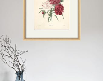 アンティークのカーネーションの花の版画：ヴィクトリア朝の植物画