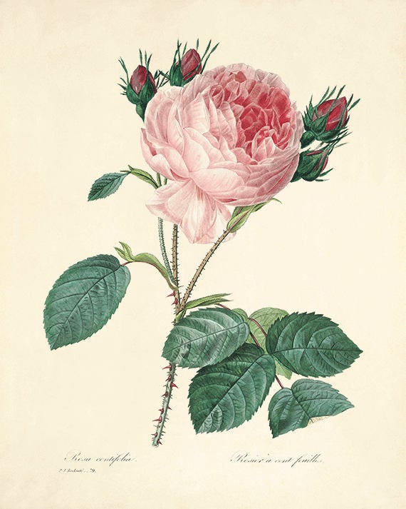 Rose Art Print Poster Antique Prints Botanical Art Prints Home - Etsy