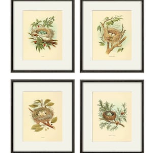 Bird nest art print Vintage Bird art print birds egg art bird nest decor bird wall art Natural History Victorian art print antique prints