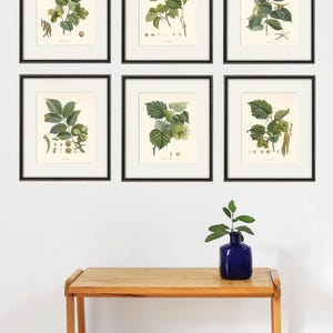 Antiqua Botanical Art Prints Tree Wall Art Print botanical print set antique wall art  Botanical poster leaves art print vintage tree art