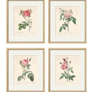 Antique Pink Rose Print: Pierre-Joseph Redouté Botanical Art