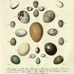 Vintage Bird Eggs art Print Nature print home decor wall art Natural History Victorian art old prints antique prints bird art print poster