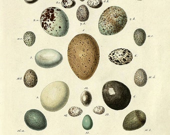 Antique Bird Eggs Print: Victorian Natural History Wall Art