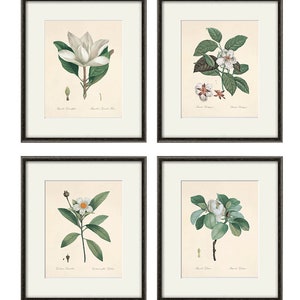 Antique Botanical Prints SET of 4 Botanical Art Prints Flower - Etsy