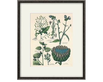 Antique thistle art print vintage antique botanical art print garden wall art home decor wall art antique wall art Victorian art plant art