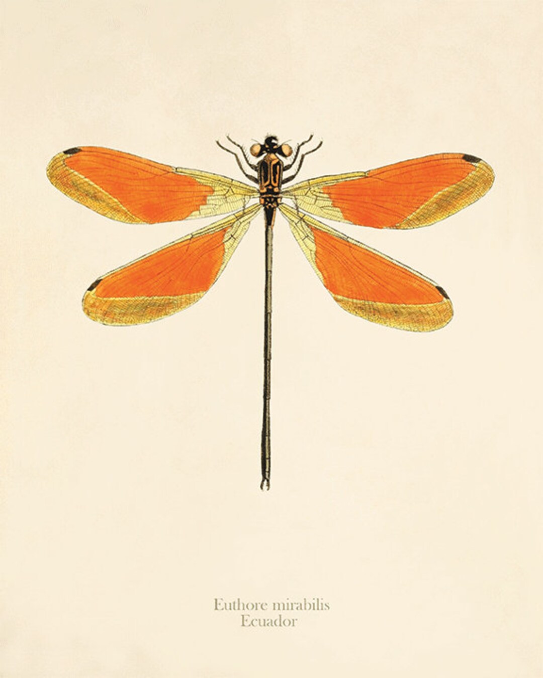 Dragonfly Art Print Antique Prints Nature Print Vintage Prints Home ...