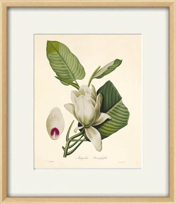 Vintage Magnolia Print: French Botanical Art, Victorian Garden