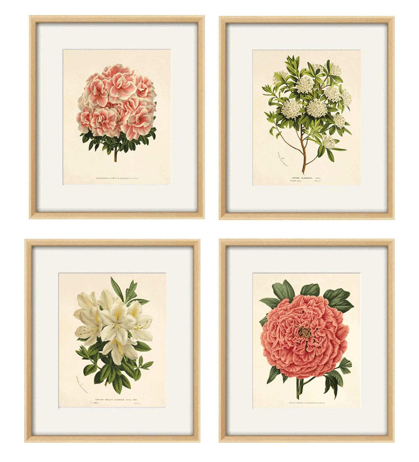 Pink Botanical Prints Set of 4: Vintage Victorian Flower Wall Art - Etsy