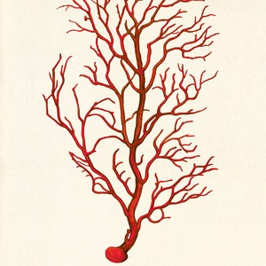 Sea Coral art print Vintage sea art print old prints nautical art print Ocean art print Natural History art sea life art nature art print