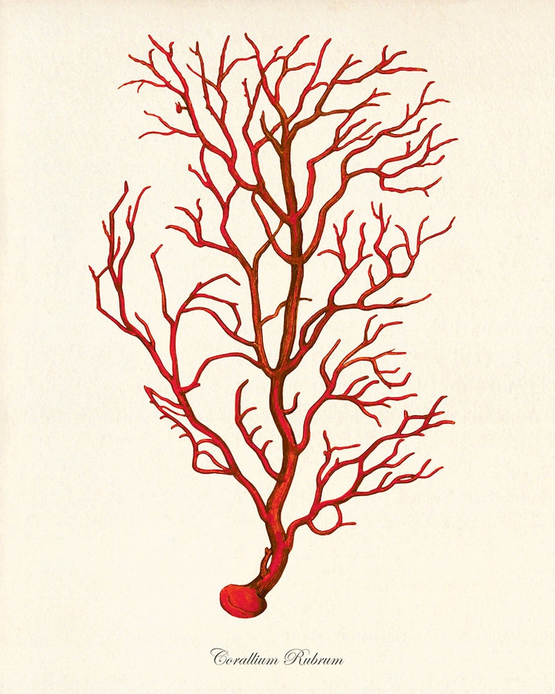 Sea Coral Art Print Vintage Sea Art Print Old Prints Nautical Etsy