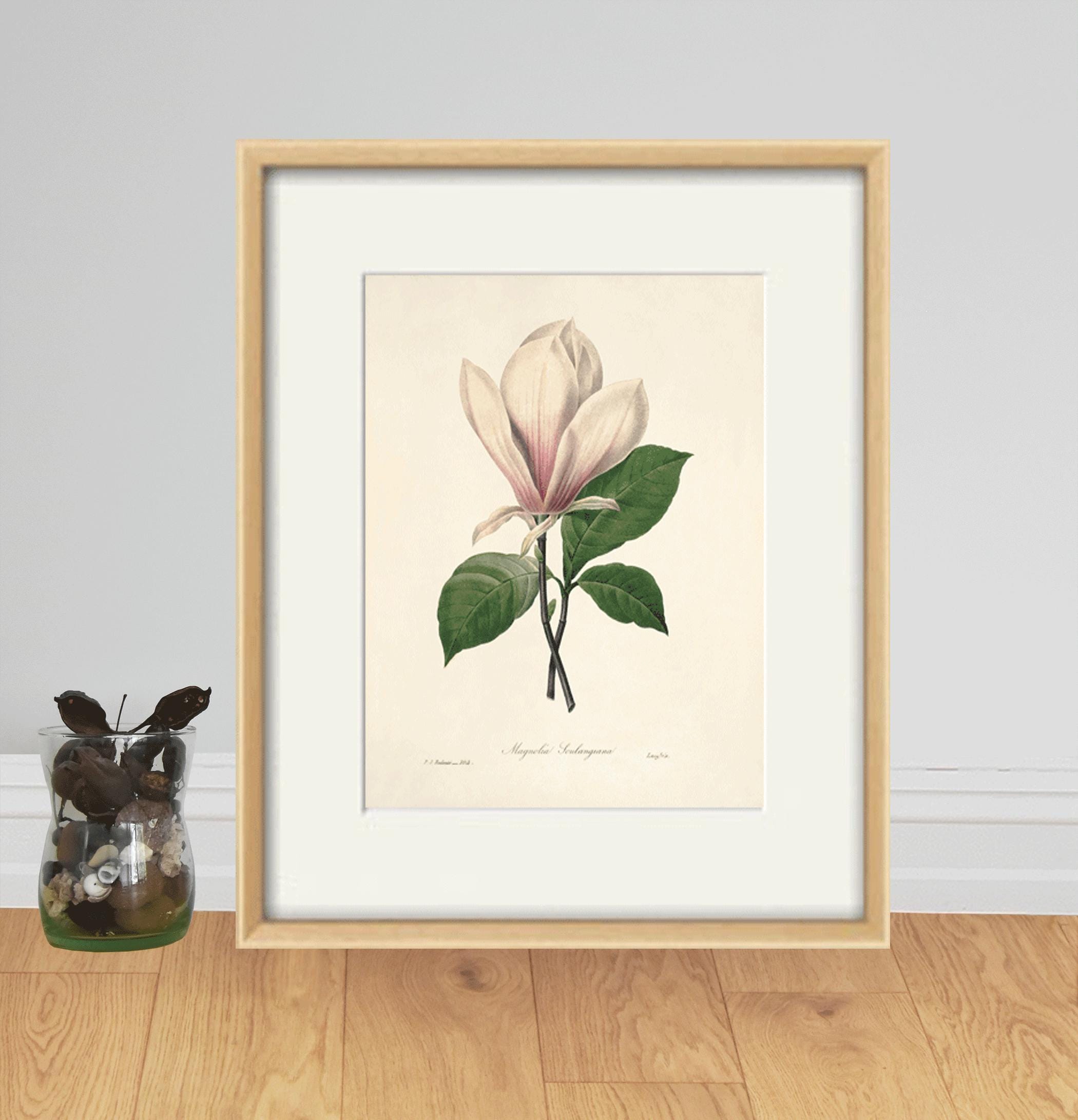 Antique Magnolia Art Vintage Flower Art Print Antique Wall Art Flower ...