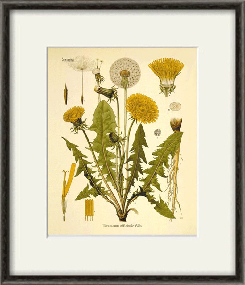 Antique dandelion art print vintage antique botanical art print garden wall art home decor wall art antique wall art Victorian art plant art image 2