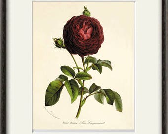 Rote Rose antike Blume Kunstdruck antike Wandkunst Blumendekor botanische Drucke Gartendruck viktorianische Kunst französische Dekor Cottage-Kunst