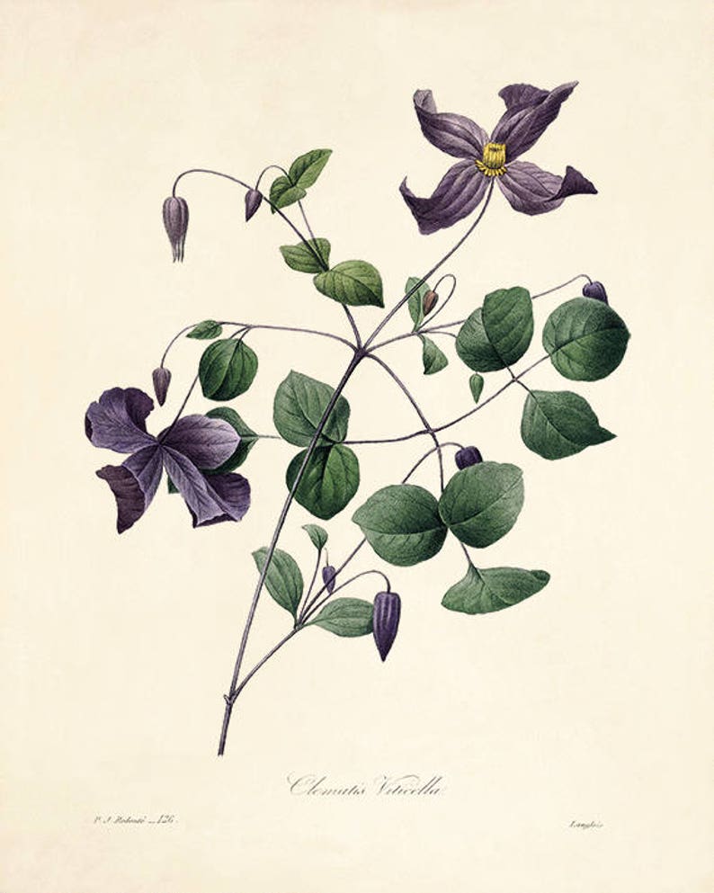 Violet flowers print poster antique print Botanical Art Print Home Decor Wall Victorian art Garden Wall Art flower art print botanical print