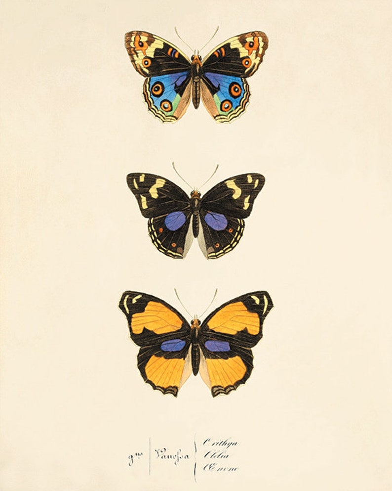 Antique Butterfly Art Butterfly Print Set Natural History Art Etsy antique-butterfly-art-butterfly-print-set-natural-history-art-etsy