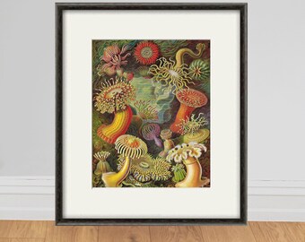 ルノワールのアネモネ Renoir's Anemone – Artbar Osaka（アート