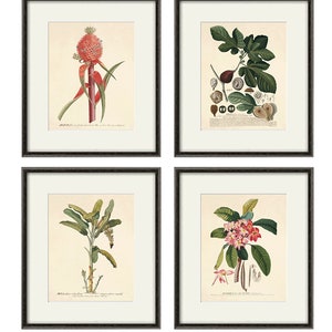 Antique fruit art print Vintage kitchen art print antique botanical art prints fruit wall art kitchen art decor fruit print vintage set of 4