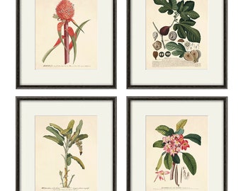 Antique fruit art print Vintage kitchen art print antique botanical art prints fruit wall art kitchen art decor fruit print vintage set of 4