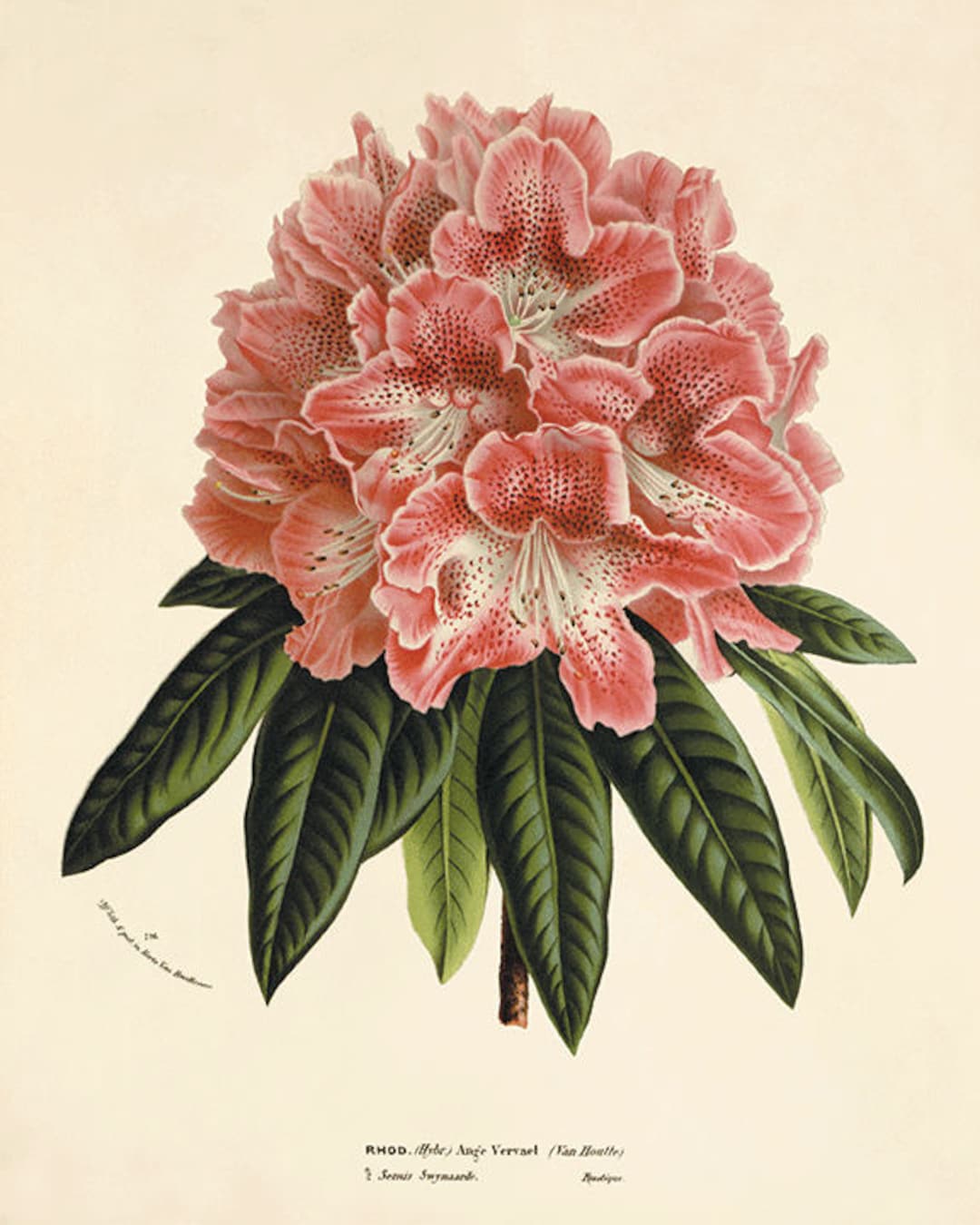 Antique Rhododendron Print: Victorian Botanical Art, Garden Decor - Etsy  Israel