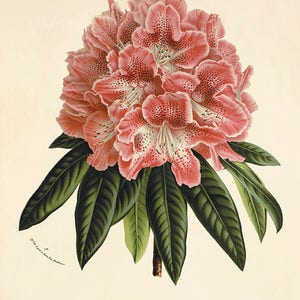 Pink Rhododendron art antique Botanical Art Prints flower art print Victorian art old prints Garden Wall Art Vintage decor flower wall art