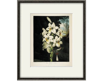 White Lily art print Vintage botanical prints garden wall art home decor wall art French prints antique print Victorian art flower wall art