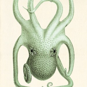 Antique Octopus art print Ocean art print Sea art print beach art print nautical art print Victorian print Antique wall art Nature wall art