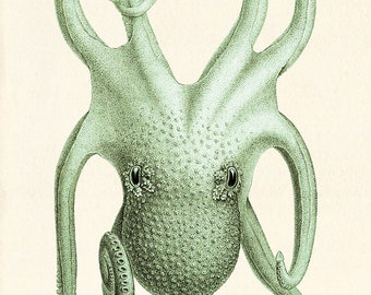 Impresión antigua de pulpo: arte mural náutico victoriano