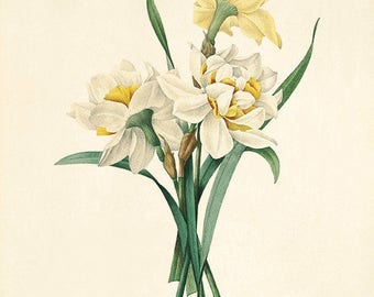 スイセンの版画：アンティークのフランス植物画、ルドゥーテの花の版画