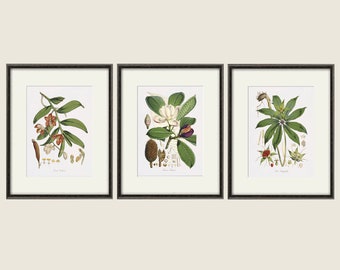 Antiker botanischer Druck 3er Set botanische Kunstdrucke Blumendrucke Wandkunst Blumen botanisches Plakat antike Wandkunst Wohndekor Wandkunst