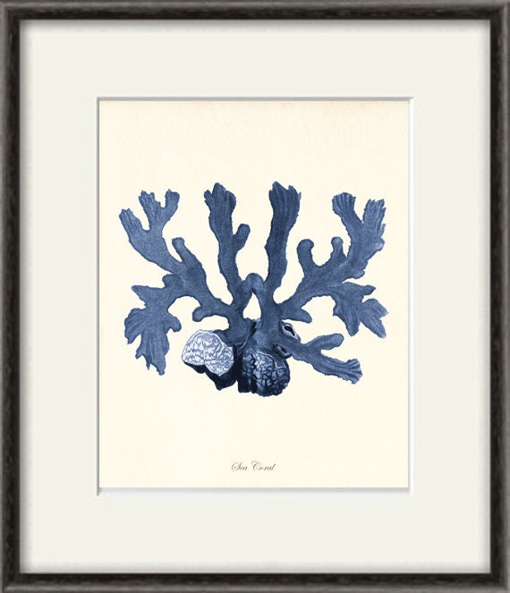 Sea coral art print Nautical art print set of 4 antique wall Etsy