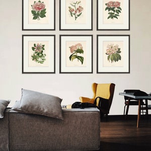 Antiker botanischer Druck Blumendrucke Blumendrucke Wandkunst Blumen botanisches Plakat antike Wandkunst Wohnkultur Wandkunst SET von 6 Bild 8