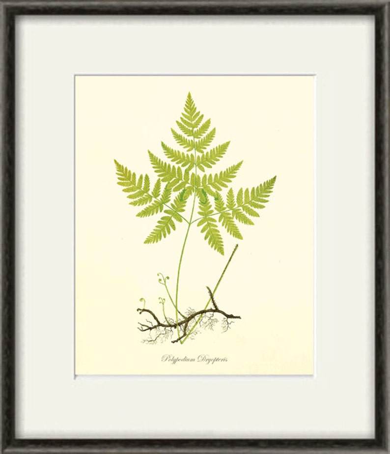 Antique Fern art print Vintage Botanical Art Prints Home Decor | Etsy