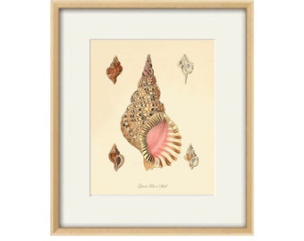 Sea shell print Beach decor art nautical print Natural History antique wall art Victorian print French art print Sea beach art Ocean print