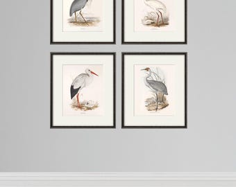 Victorian Bird Print Set: Antique Natural History Art