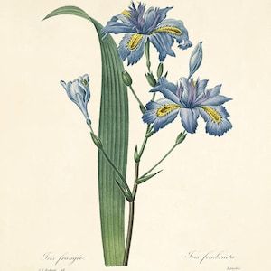 Iris art print flower art print Cottage wall art Victorian print French decor antique wall art Flower decor Botanical wall art Garden print
