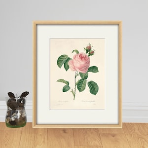 May include: A vintage botanical illustration of a pink rose with green leaves and thorns. The image is framed in a light wood frame and has a white mount.