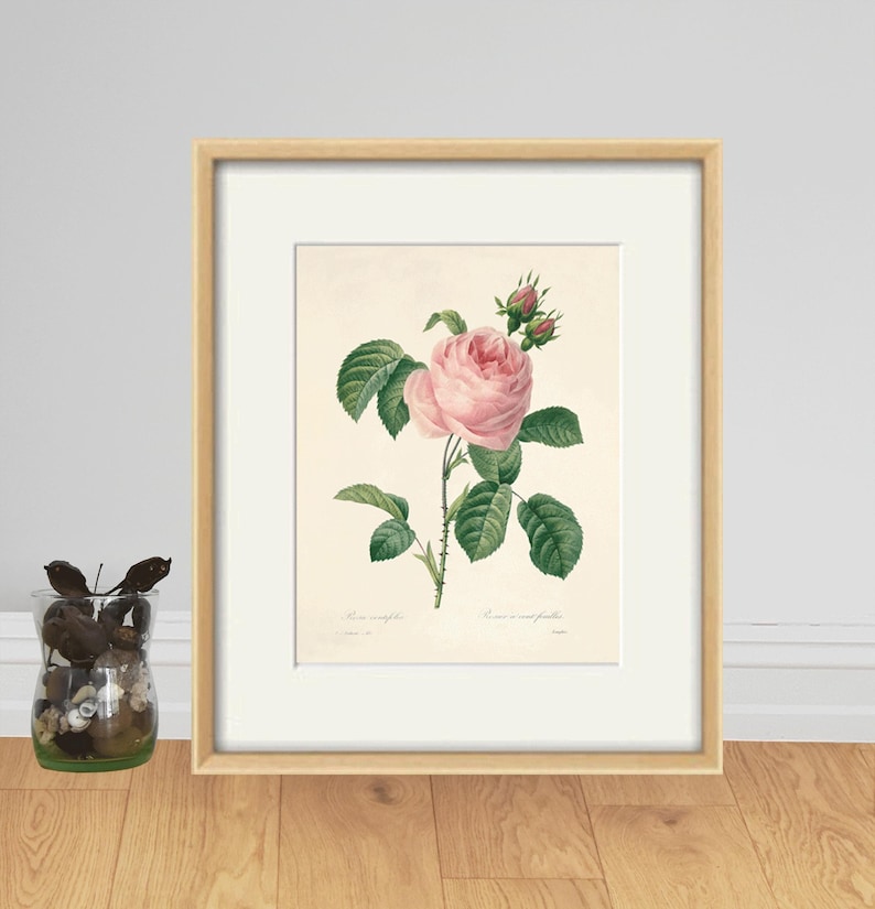 May include: A vintage botanical illustration of a pink rose with green leaves and thorns. The image is framed in a light wood frame and has a white mount.