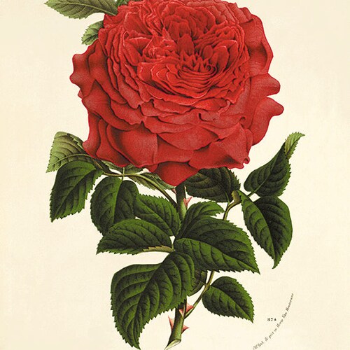 Red Poppy Art Antique Prints Flower Art Print Botanical Prints - Etsy
