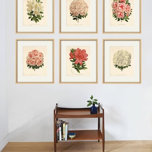 Antique Azalea Print: Vintage Botanical French Garden Wall Art