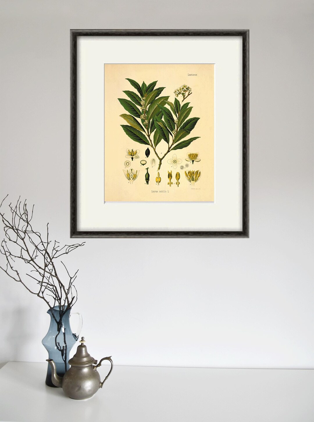 Antique Bay Leaf Botanical Print: Vintage Victorian Herbs Wall Art - Etsy