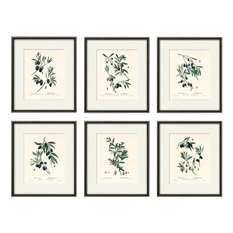 Olive Botanical Art Print Botanical Print Set Botanical Prints - Etsy