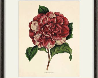 Camelia art vintage flower art Cottage wall art Victorian print French wall art antique wall art Flower decor Flower print Garden print