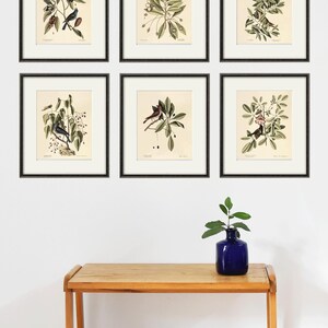 May include: Six framed botanical prints featuring detailed illustrations of birds and foliage. Each print is in a black frame with a white mat. The prints are displayed above a wooden table with a blue vase and a plant.