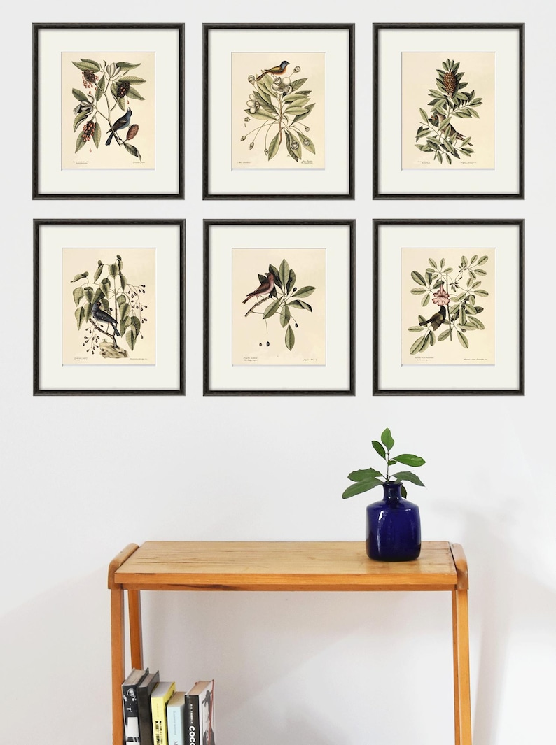 May include: Six framed botanical prints featuring detailed illustrations of birds and foliage. Each print is in a black frame with a white mat. The prints are displayed above a wooden table with a blue vase and a plant.