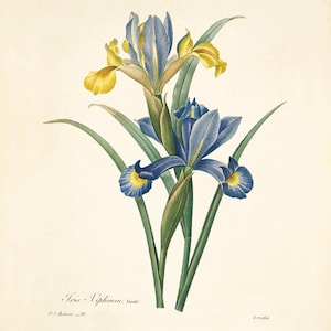 Iris art print flower print Cottage wall art Victorian print French decor antique wall art Flower decor Botanical wall art Garden print